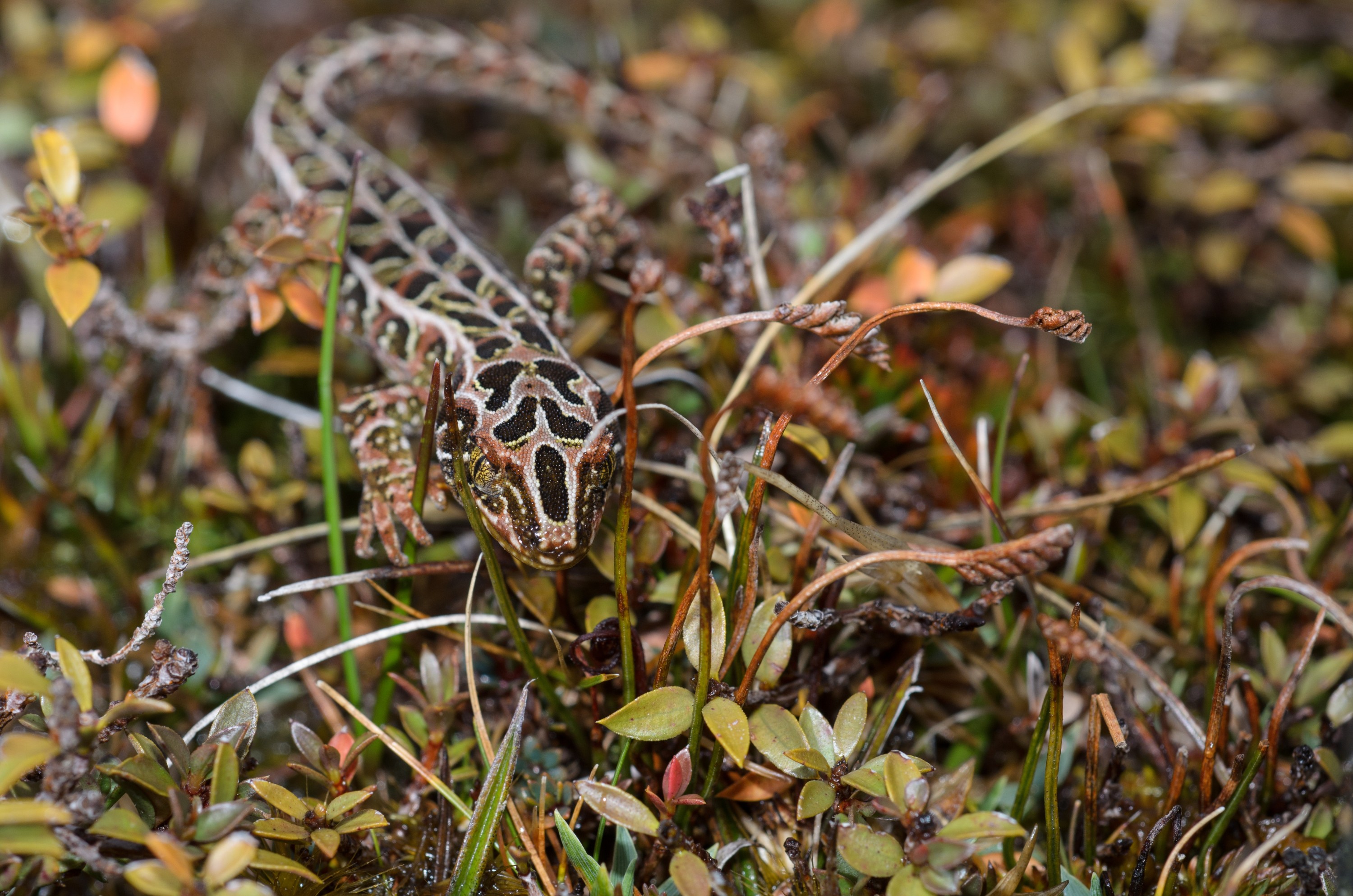 DSC_2840 – Adventure, Crispin, Hoplodactylus, Island, March 2017, National Park, New, New Zealand, Rakiura, South, Stewart, Tukutuku rakiurae, Zealand, amazing, gecko, harlequin gecko, rare, stunning
